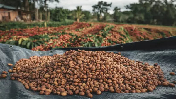 Bienvenue 94 récolte cafe